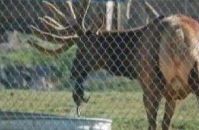 [VIDEO] Un cerb salveaza o marmota de la inec!