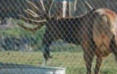  Video  Un cerb salveaza o marmota de la inec!