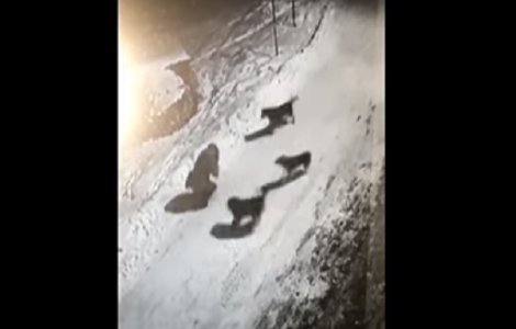 Reactia primarului din Bicaz, dupa ce o femeie a fost atacata de o haita de caini, in plina strada/ VIDEO