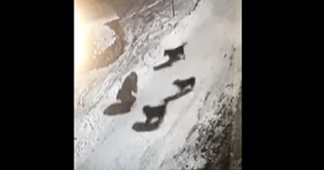 Reactia primarului din Bicaz, dupa ce o femeie a fost atacata de o haita de caini, in plina strada/ VIDEO