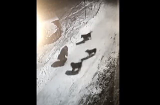 Reactia primarului din Bicaz, dupa ce o femeie a fost atacata de o haita de caini, in plina strada/ VIDEO