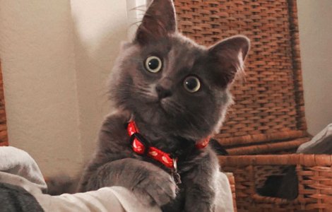  Top  10+ ipostaze amuzante cu pisici care iti vor face ziua mai buna