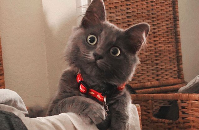 10+ ipostaze amuzante cu pisici care iti vor face ziua mai buna