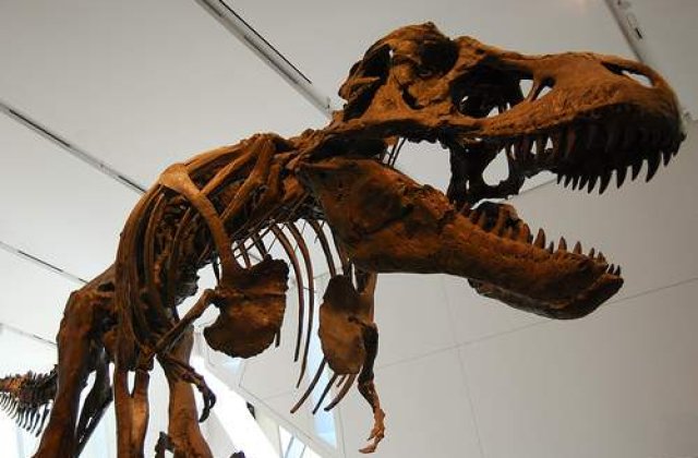 Dinozauri 3D la Muzeul Antipa