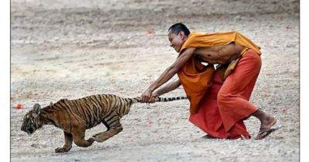 Foto  Un calugar budist a adoptat o familie de tigri