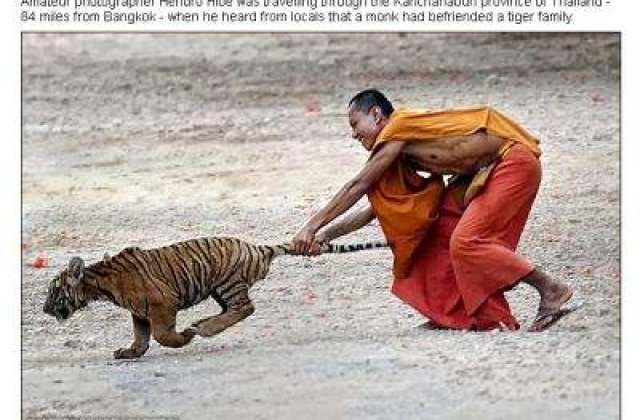 [FOTO] Un calugar budist a adoptat o familie de tigri