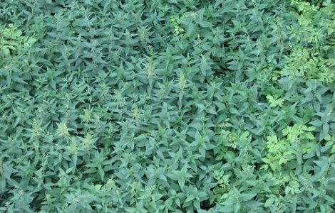 Urzica, planta medicinala de mii de ani