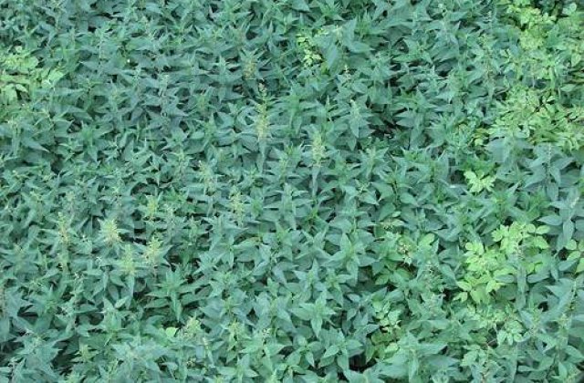 Urzica, planta medicinala de mii de ani