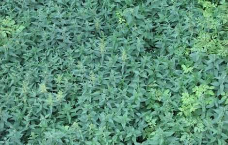 Urzica, planta medicinala de mii de ani