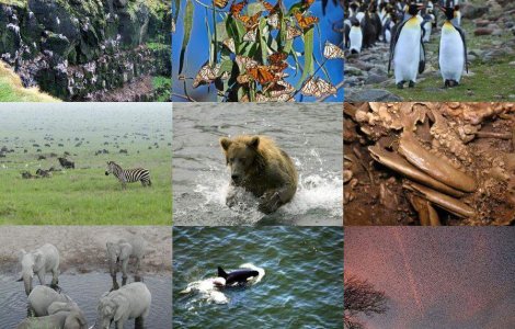  Top  Top 10 cele mai frumoase "Spectacole" ale NATURII