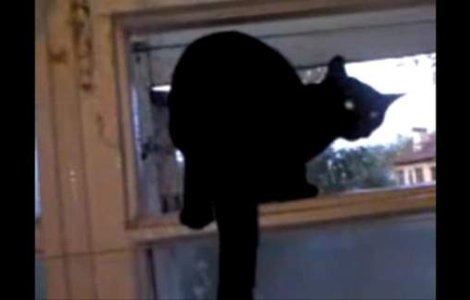  Video  De ce latra pisicile?