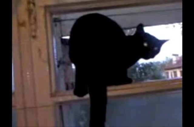 [VIDEO] De ce latra pisicile?