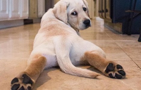  Top  15+ imagini care arata ca merita sa iti iei un labrador cat mai curand