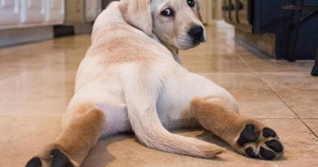  Top  15+ imagini care arata ca merita sa iti iei un labrador cat mai curand