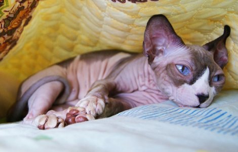  Top  Pisicile Sfinx, cele mai afectuoase! 10+ imagini care te vor determina sa indragesti aceste feline cu aspect neobisnuit