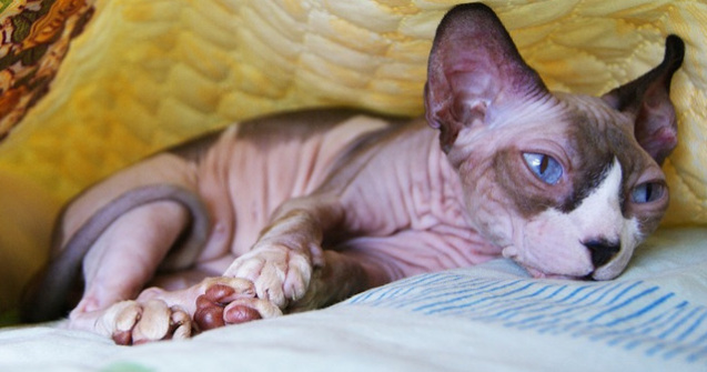  Top  Pisicile Sfinx, cele mai afectuoase! 10+ imagini care te vor determina sa indragesti aceste feline cu aspect neobisnuit