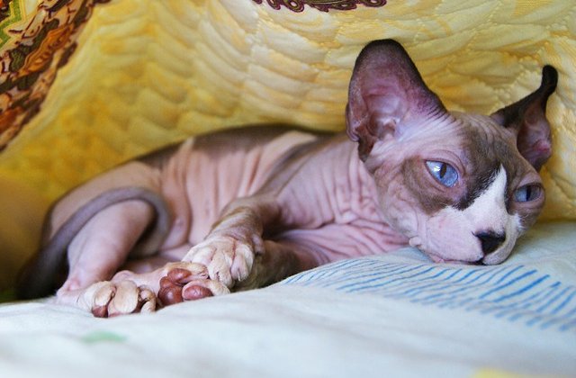 Pisicile Sfinx, cele mai afectuoase! 10+ imagini care te vor determina sa indragesti aceste feline cu aspect neobisnuit