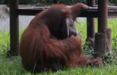 Indonezia: Un barbat i-a aruncat o tigara aprinsa unui urangutan