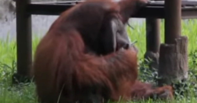 Indonezia: Un barbat i-a aruncat o tigara aprinsa unui urangutan