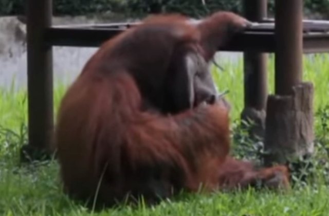 Indonezia: Un barbat i-a aruncat o tigara aprinsa unui urangutan de la Zoo / VIDEO