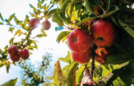  Top  10 lucruri fascinante pe care nu le stiati despre plante