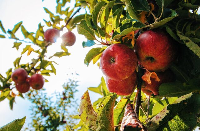 10 lucruri fascinante pe care nu le stiati despre plante