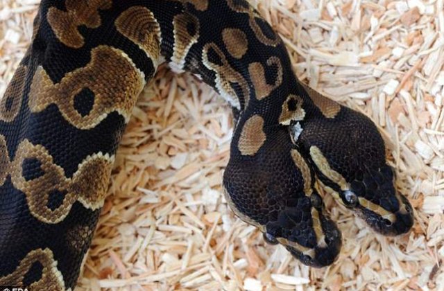 [VIDEO] Sarpele cu dubla personalitate: Pitonul cu doua capete