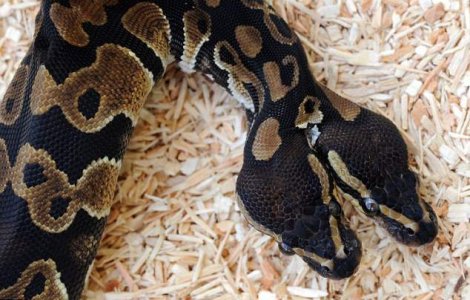  Video  Sarpele cu dubla personalitate: Pitonul cu doua capete