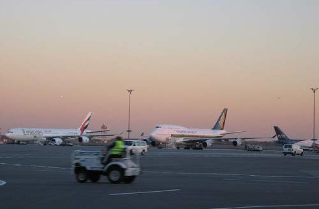 Aeroportul J.F.K din New York, invadat de... broaste testoase