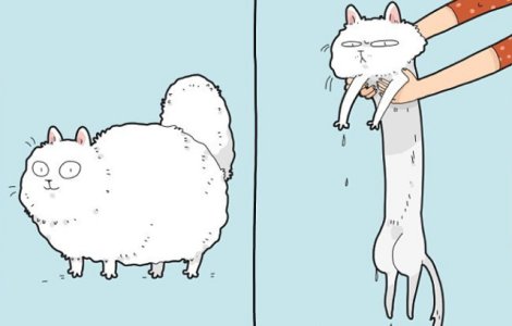  Top  10 ilustratii comice ce demonstreaza ca pisicile au prea multa personalitate