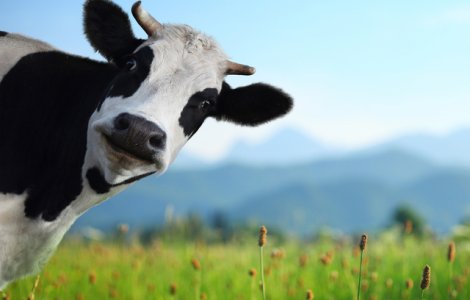  Top  TOP 10 cele mai inteligente animale. Numarul 1 te va surprinde