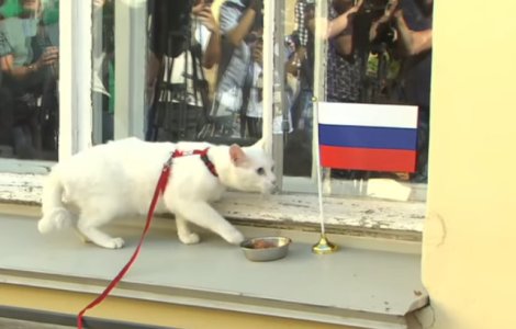 Pisica fara auz, desemnata "prezicatorul oficial" al Campionatului de Fotbal din 2018/ VIDEO