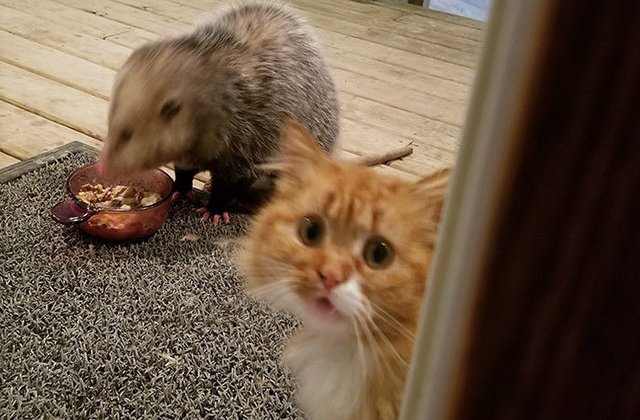 [FOTO] Reactia adorabila a unei pisici atunci cand un oposum ii fura mancarea