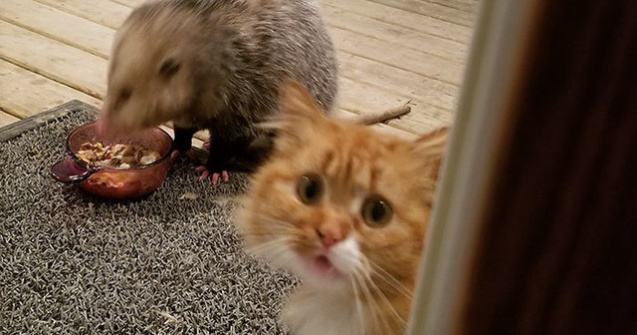 Reactia adorabila a unei pisici atunci cand un oposum ii fura mancarea