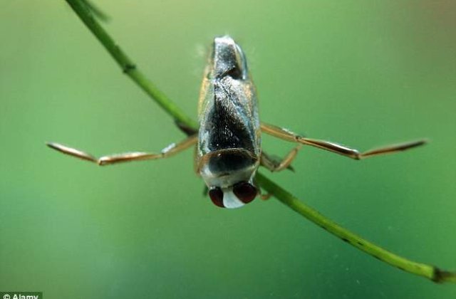 Cea mai zgomotoasa insecta din lume - are penis "cantator"