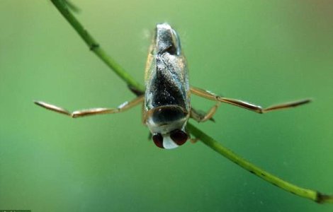 Cea mai zgomotoasa insecta din lume - are penis "cantator"