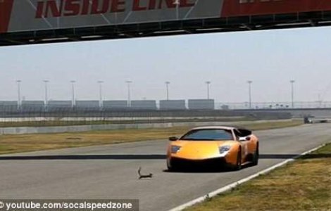  Video  Cea mai norocoasa veverita