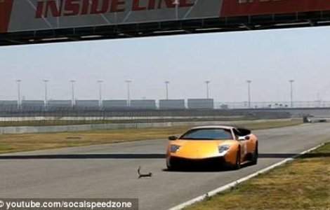  Video  Cea mai norocoasa veverita