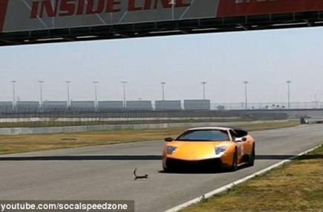 [VIDEO] Cea mai norocoasa veverita