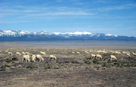 Un cioban italian de 78 de ani, masacrat de romani