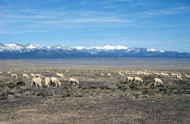 Un cioban italian de 78 de ani, masacrat de romani