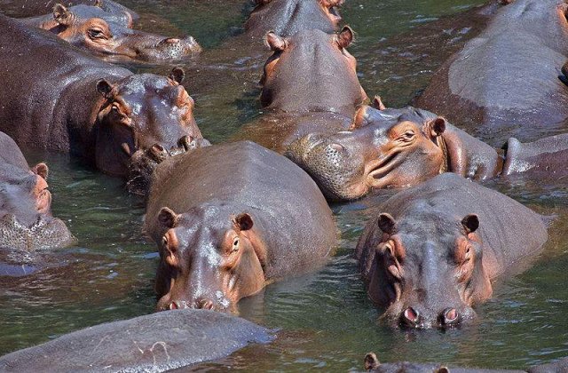 [VIDEO] Balet in lumea animalelor: Cum se joaca un pui de hipopotam sub apa