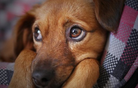 Dragnea este de acord cu inasprirea pedepselor pentru persoanele care schingiuiesc animalele