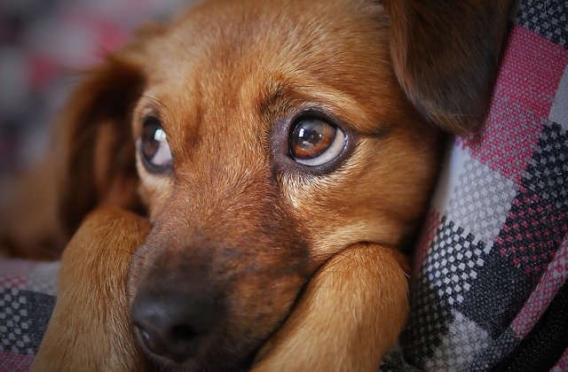 Dragnea este de acord cu inasprirea pedepselor pentru persoanele care schingiuiesc animalele