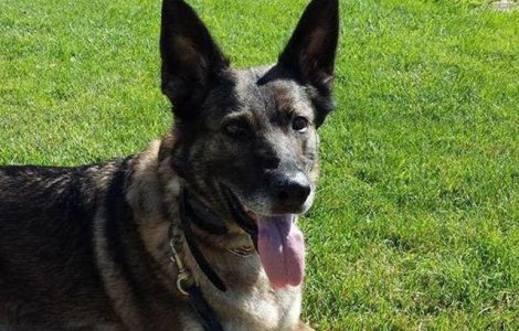 United Airlines: Ciobanesc german, trimis din greseala in Japonia