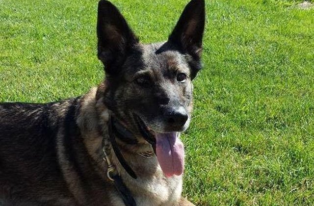 United Airlines: Ciobanesc german, tinut in avion fara apa si mancare timp de 16 ore, a fost trimis, din greseala, in Japonia