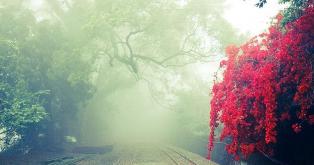 Cod GALBEN de ceata in noua judete