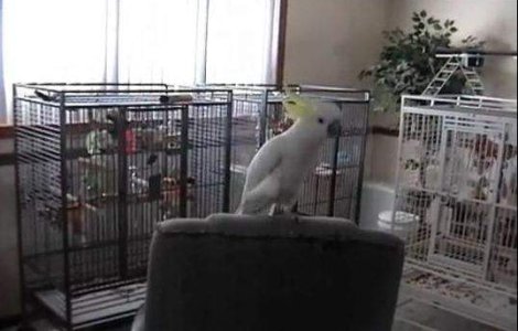  Video  Snowball, papagalul dansator, a uimit lumea