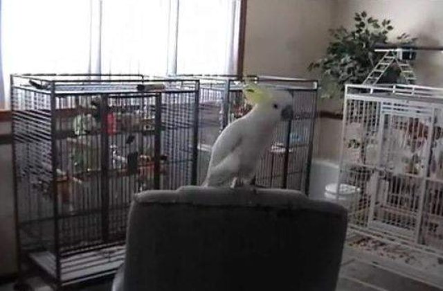 [VIDEO] Snowball, papagalul dansator, a uimit lumea