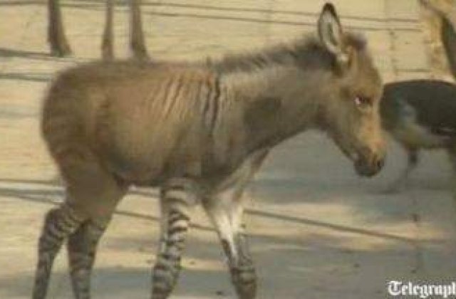 [VIDEO] S-a nascut zebra-magar!